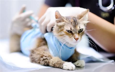 kedilerde kuduz aşısı sonrası
